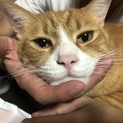 癒し系☆甘えん坊な猫ちゃん☆☆