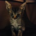 急募！甘えん坊のちっちゃい子猫！