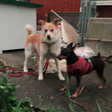 ご近所のお友達