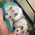 ゴールデンハムスター
