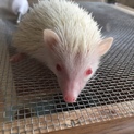 ハリネズミ アルビノ