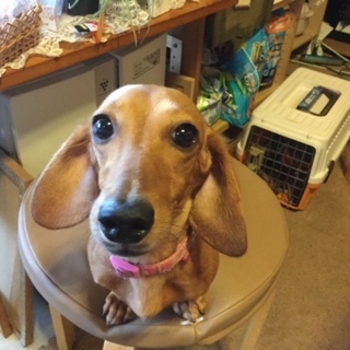 ちょっとお茶目な美人のダックス「オルガ」ちゃん