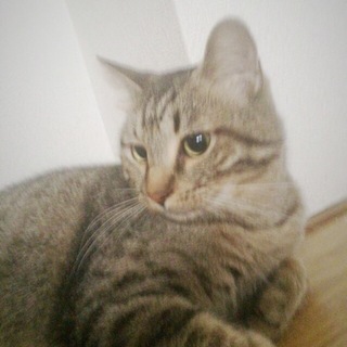 【他サイト交渉中】ぽっちゃりまったりキジトラ猫