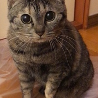 みゃん