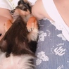 ぶるーつりー