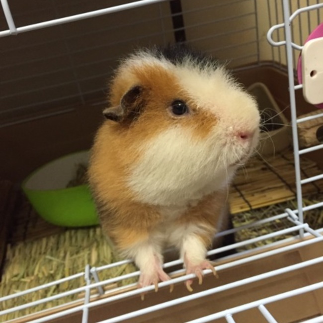 ぶるーつりーのカバー写真