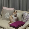 の写真