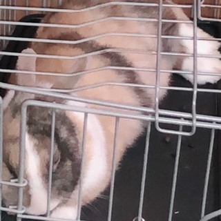 メスのミニウサギの里親さん募集