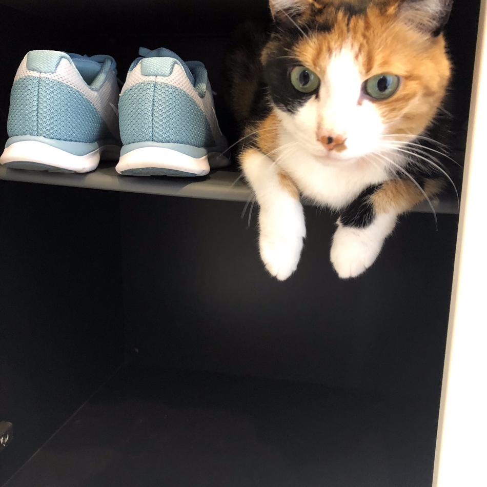 ももちゃんのカバー写真