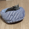 猫ベッドで寝てるプーチン