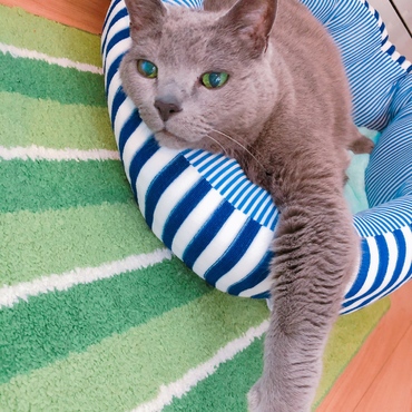 猫ベッドから手を出してるプーチン