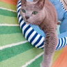 猫ベッドから手を出してるプーチン