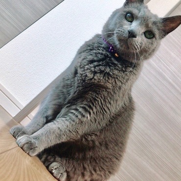 上品におすわりします
