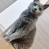 上品におすわりします