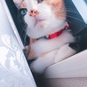 窓辺で日向ぼっこ