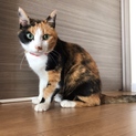 三毛猫のももちゃん