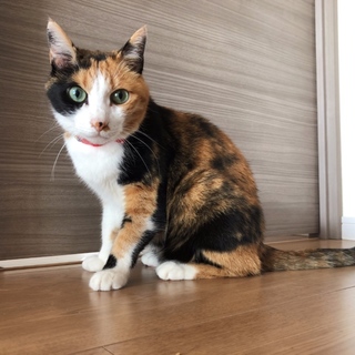 三毛猫のももちゃん