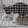 妹を守ろうと必死な優しいおねえちゃん猫 サムネイル4