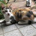 台風の日からやってきた縞三毛の元気な子猫です