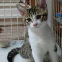 遊ぶの大好き！美人な子猫 の里親様募集中！！