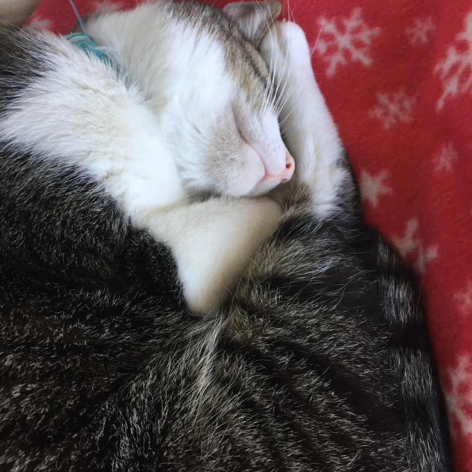 らっきょのカバー写真