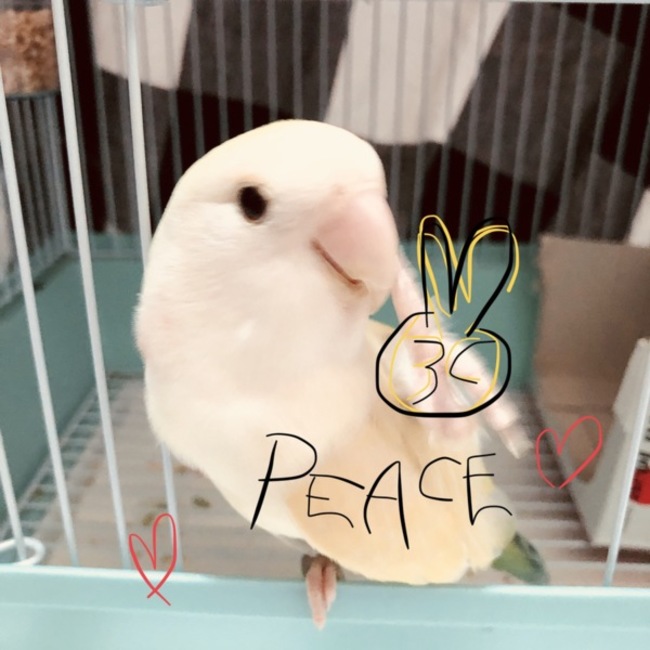 りぼんりぼんりぼんのカバー写真