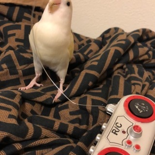 女の子コザクラインコの里親さん