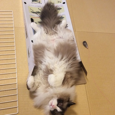 ででーん