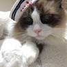 マリンるい君