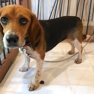 モジモジ、シャイなビーグル女子の翔子さん