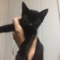 【子猫】黒猫ちゃんの里親募集中