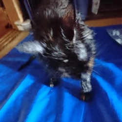 「おんにゃのこ同士+再入院決定」サムネイル2