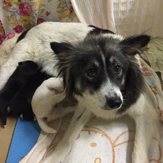 引き出されました。