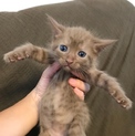 親子猫の里親募集