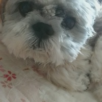 シャープ