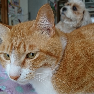 ミントと、