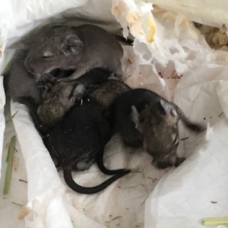 デグー 赤ちゃん 親族代理募集