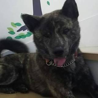 オンリーワンな僕!甲斐犬ミックス『新八』くん