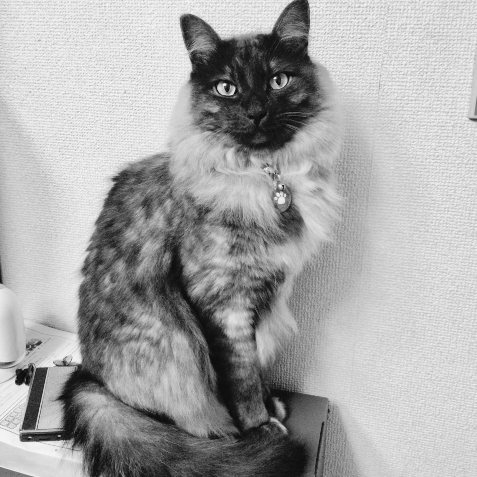 ナイトのカバー写真