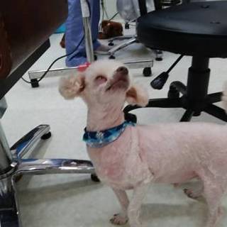 飼い主が亡くなってしまいました。ウッチ―君です