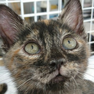 愛嬌いっぱいのエルちゃん