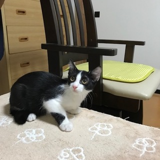 ハチワレのゴローちゃん