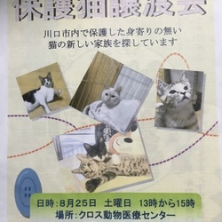 保護猫譲渡会 サムネイル1