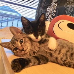 保護猫譲渡会 サムネイル2