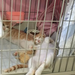 保護猫譲渡会 サムネイル3