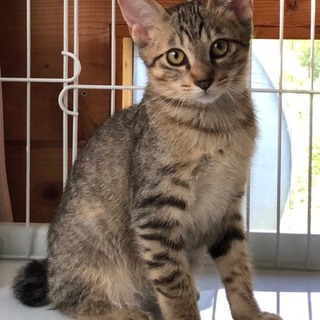 玩具が大好きノリノリな福くん♪