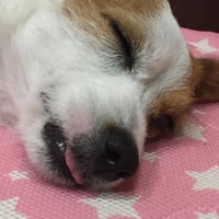 ラン