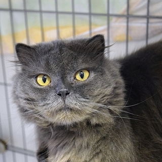 緊急！多頭飼育崩壊スコティッシュ系　グレ男君