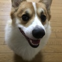 コーギー♂一歳です。