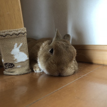 フローリングは冷たくて気持ちいいなぁー！